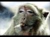 smoking monkey.jpg