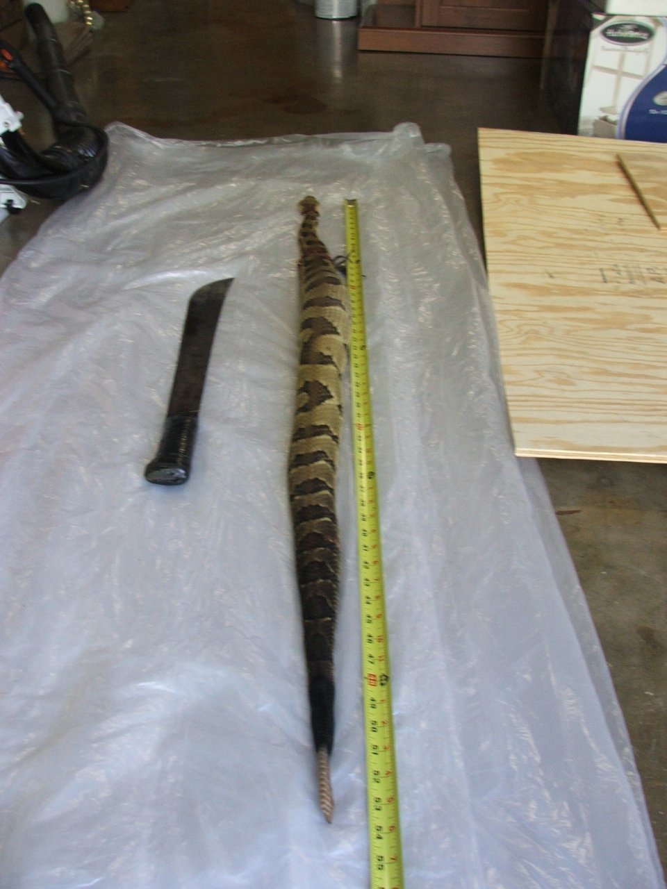 snake 005.jpg