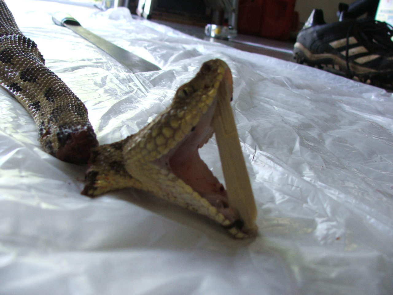 snake 012.jpg