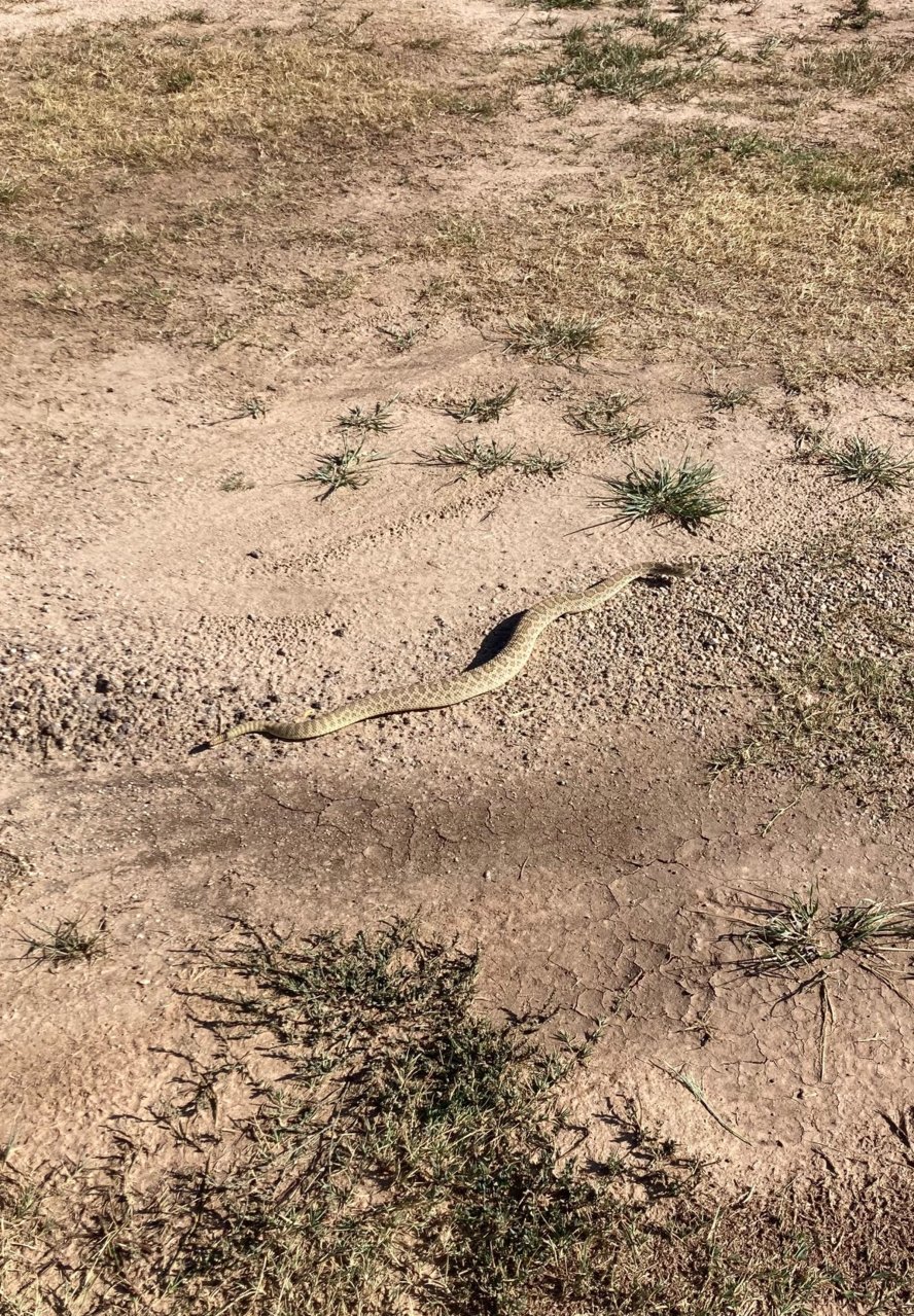 Snake.jpg