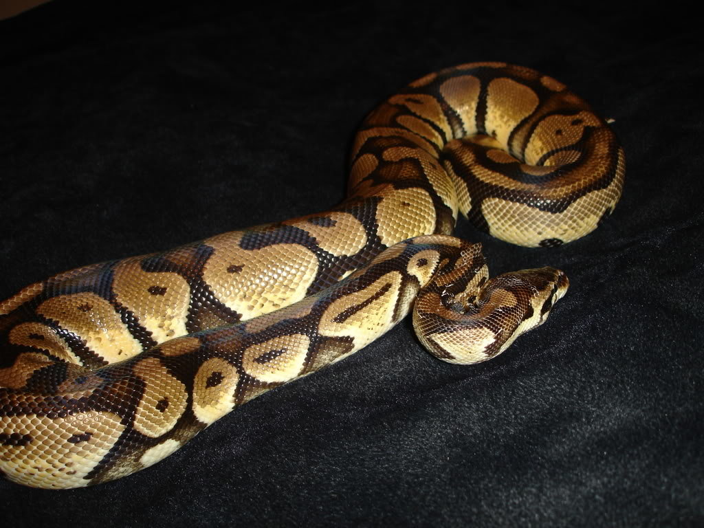 Snake004_14d7c88acb8c75ccbfee0d9ee99945586cd1e36f.jpg