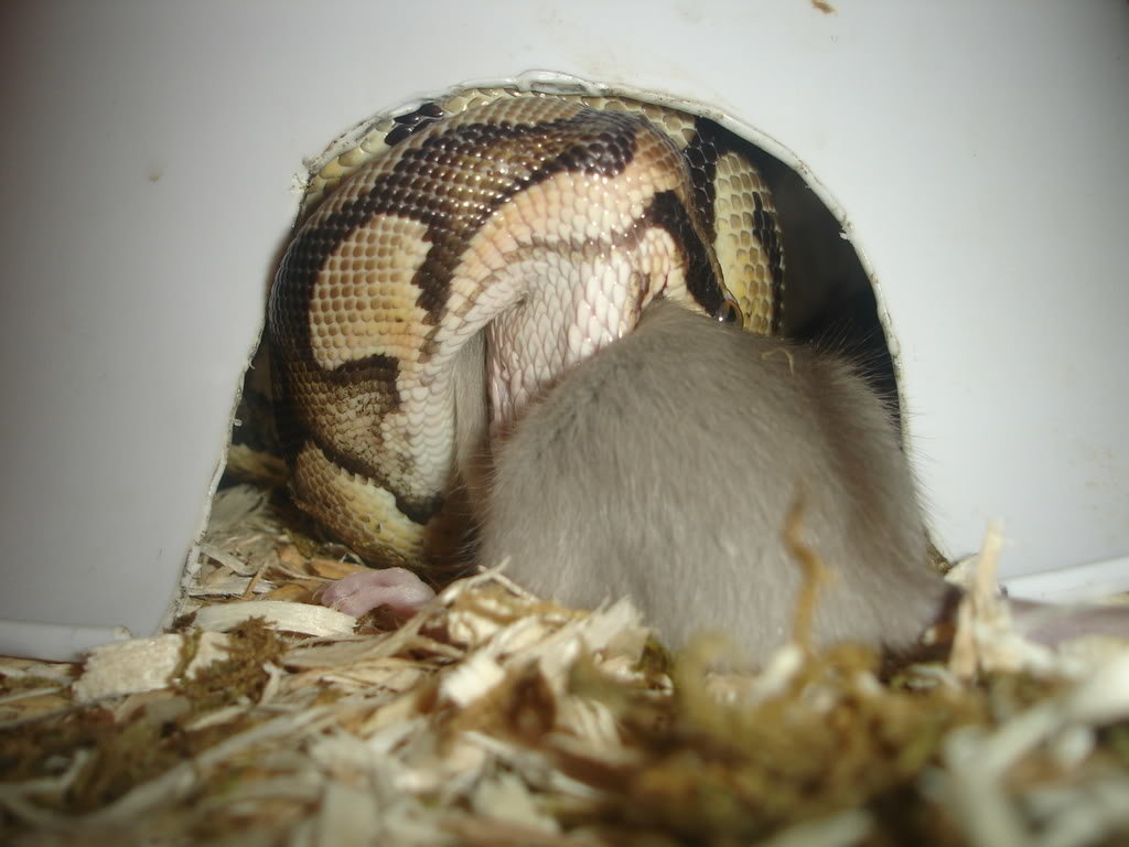 Snake022_70e935c1fdb10520628b58fdff58d729e48c5b26.jpg