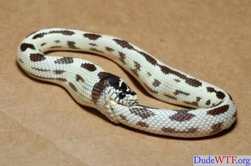 snake_af590368f4a22ab563e0f83b7329c2871d89c4a1.jpg