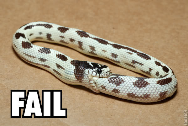 Snake_fail_73d3c09505b7b1d29db64b332ab77b460d691120.jpg