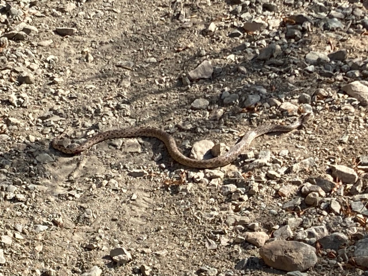 SnakeInTrail.jpg