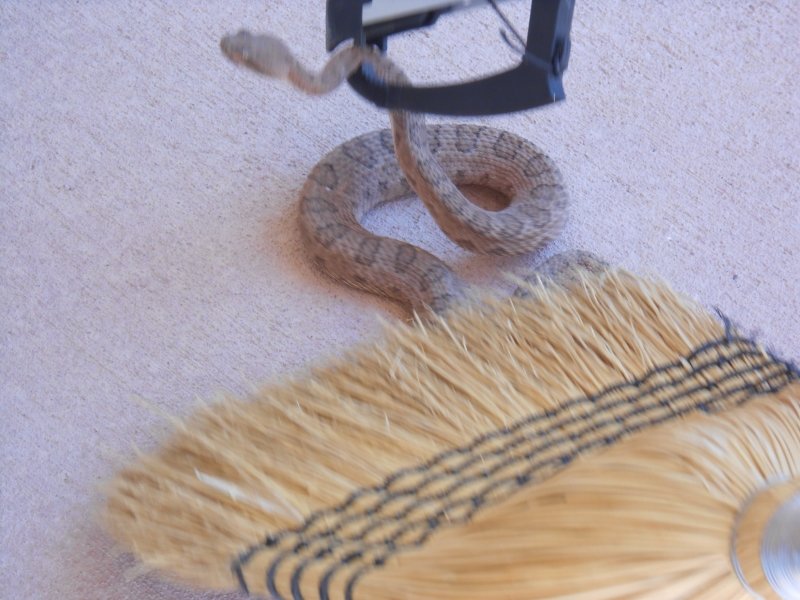 SNAKERS3_zpsudtdvgei_7e771917e52ac6d6427bfbc3b57ad6ade267ab2d.jpg
