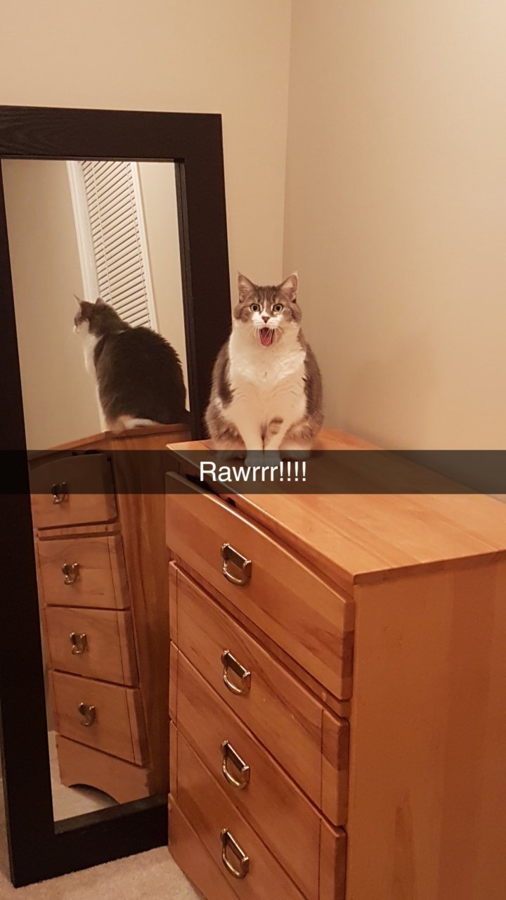 Snapchat-26234360.jpg