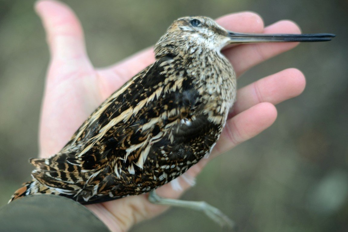 snipe.jpg