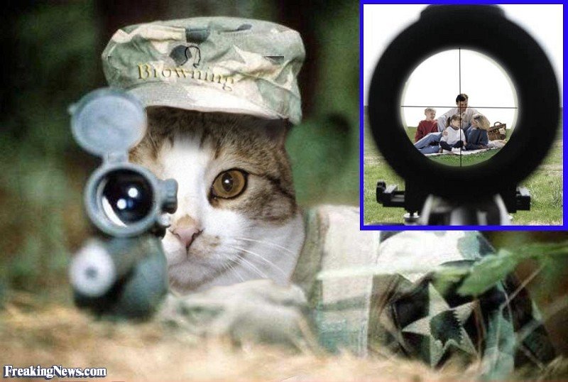 Sniper-Cat--11537.jpg