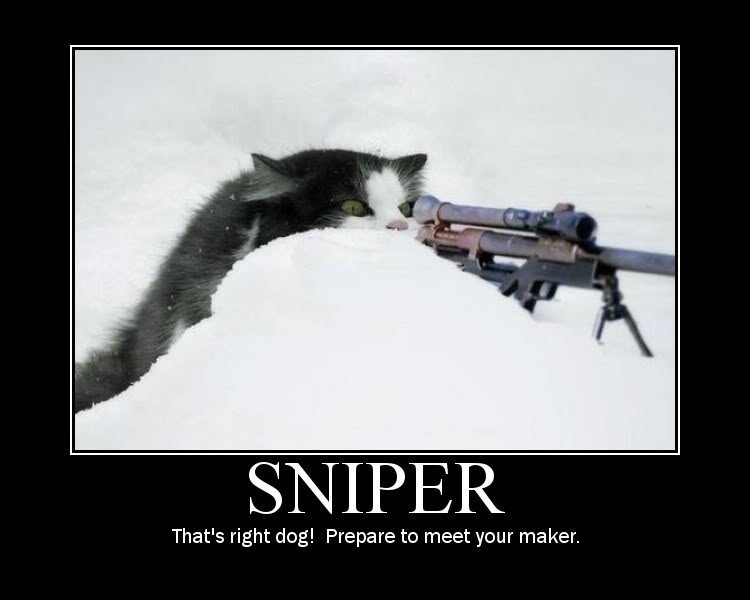 sniperkat_86ada42784aa4efe017769159891dd905604357a.jpg