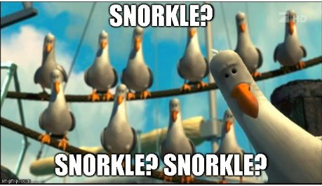 SNORKLE.jpg