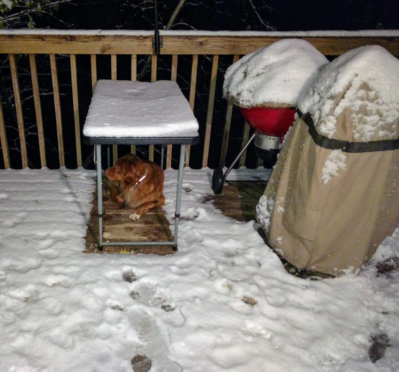snow dog.jpg