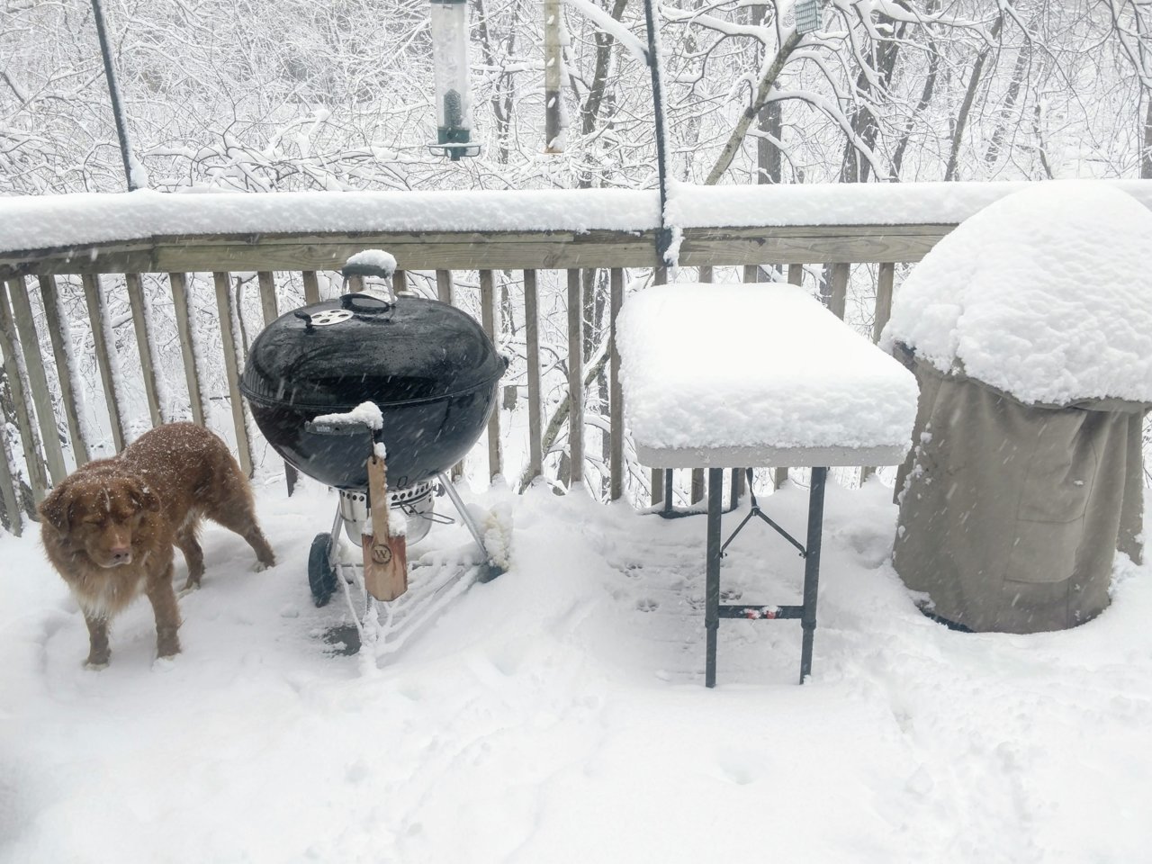 Snow Dog.jpg