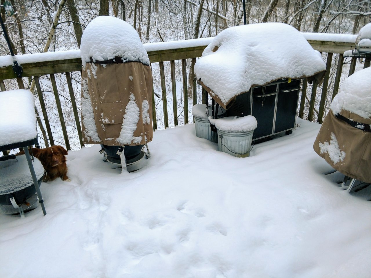 Snow dog N grills.jpg