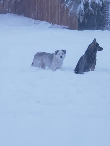 Snow Dogs.jpg