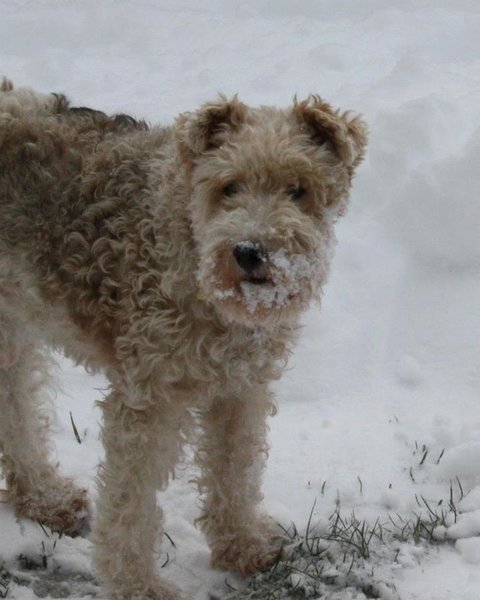 snow hunter.jpg