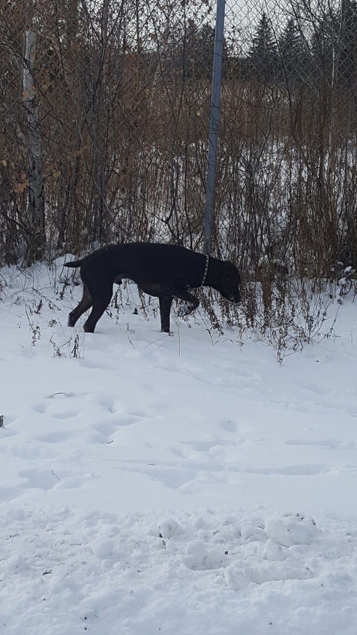 Snow.jpg