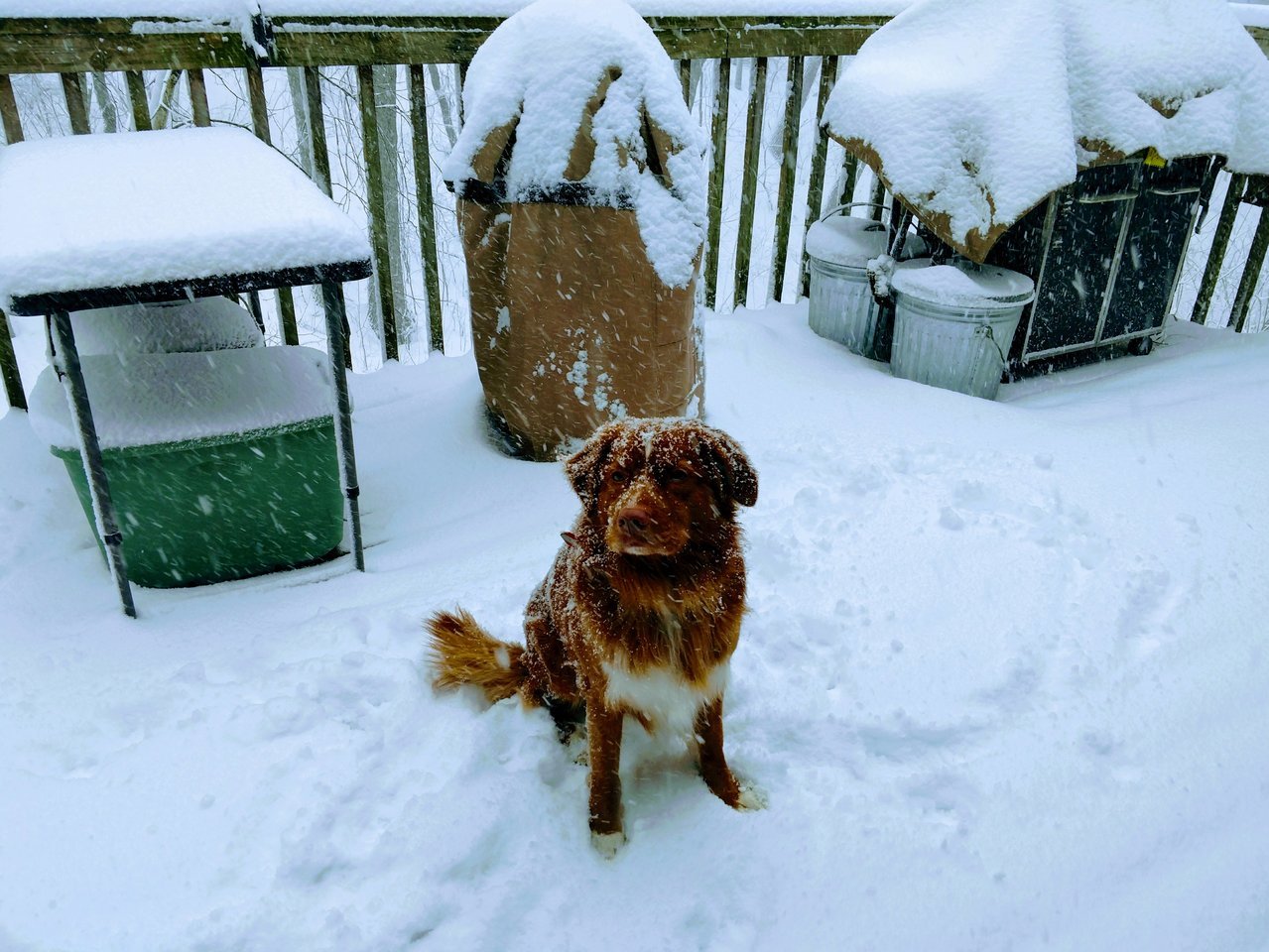 Snow Nova.jpg
