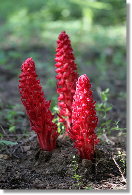 snow-plant-trio-450w.jpg
