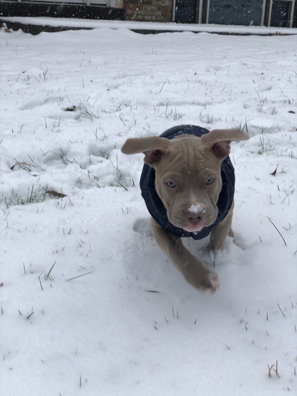 snow pup.jpg