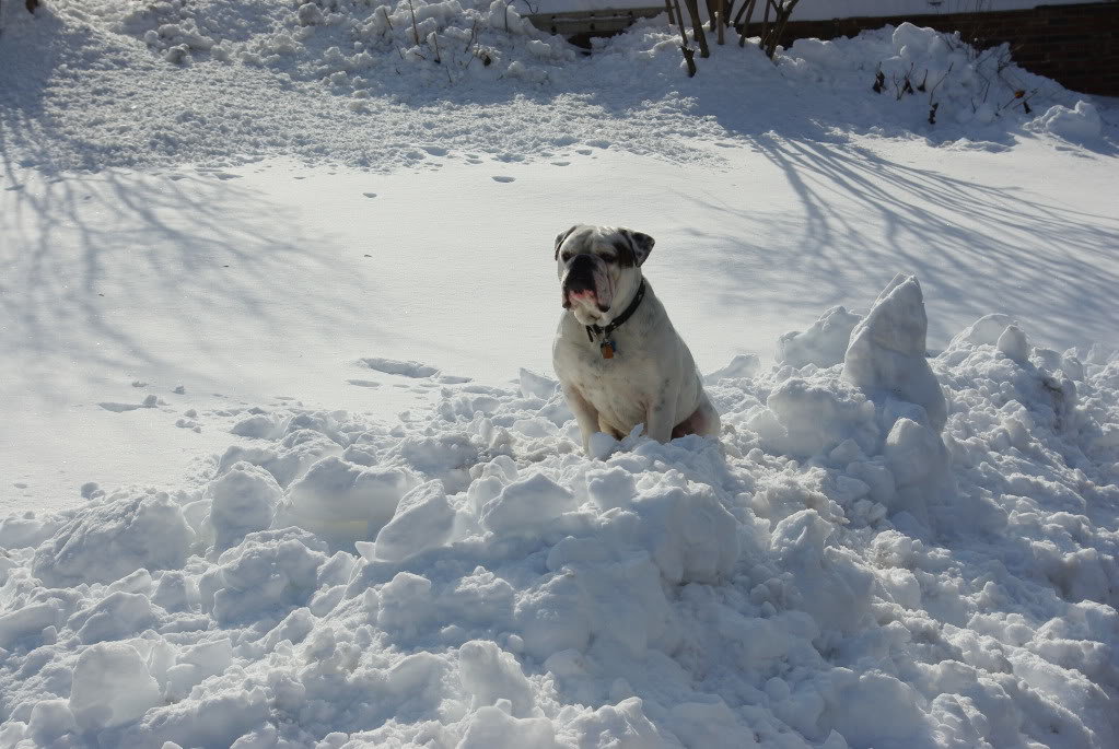 Snow2009031_ac0e3102b474b46c003e3bec910534c29bc37454.jpg