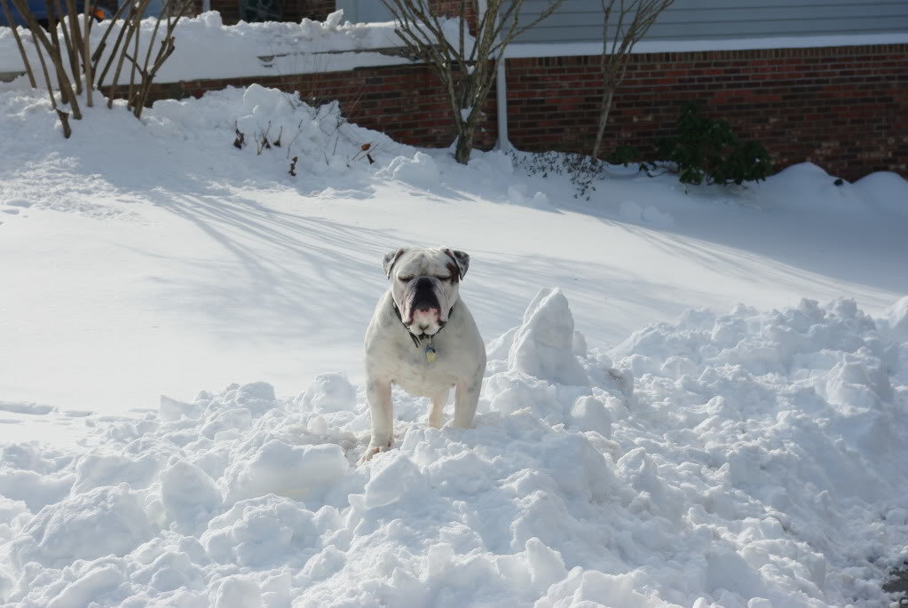 Snow2009044_436702db68a30908b0b3040f5599796d8bc480cd.jpg