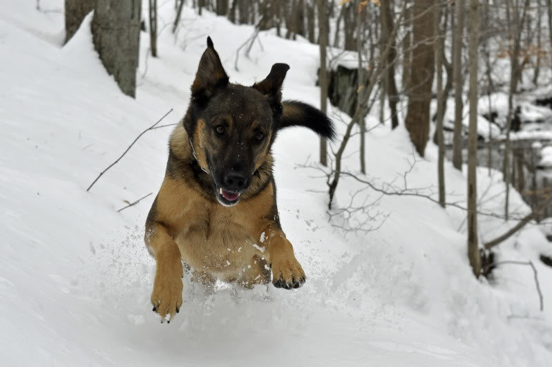 Snow_032_a28c9725f717023afb212375ac73355d3e17f345.jpg