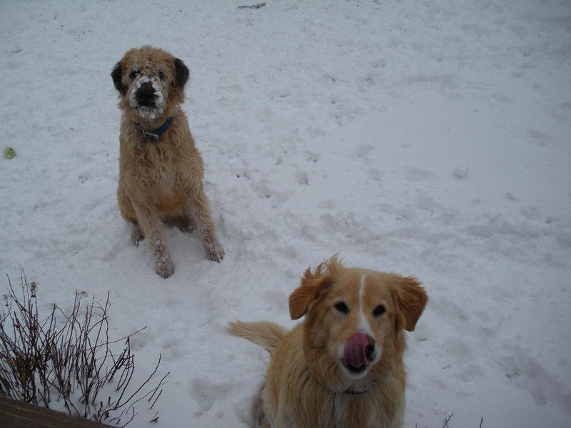 Snowday for the dogs.jpg