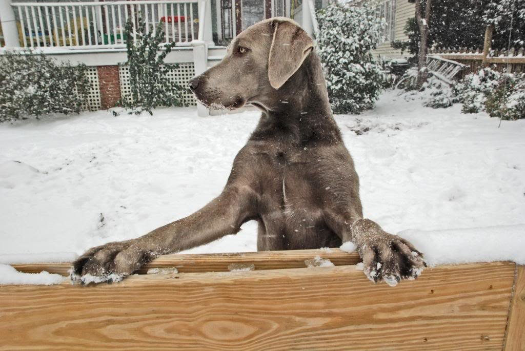 snowdog2_zpsd0fe1de2_a289b8a4e48d63adaad945eb287aa8decd354826.jpg