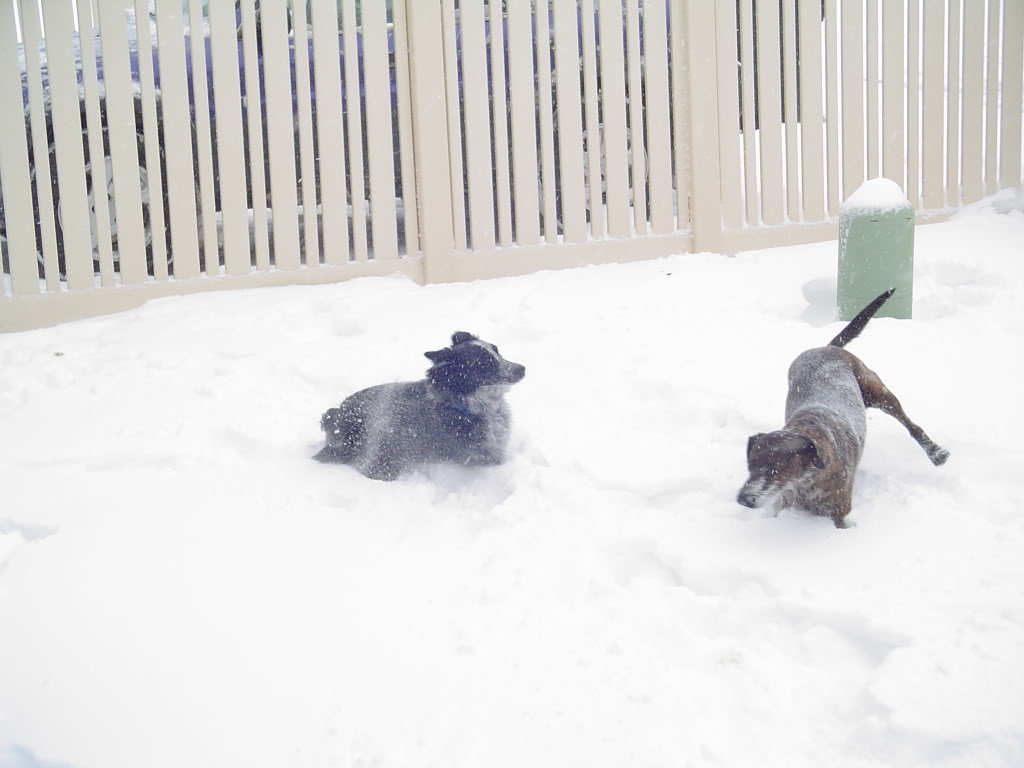 snowdogs005_8e90ecb0b40adba005a5410958840f08caa2330a.jpg