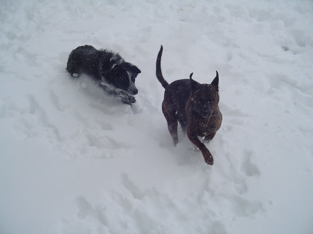 snowdogs026_6c6364f7a0ee812cd78a1ce75e899bc15a7717b1.jpg