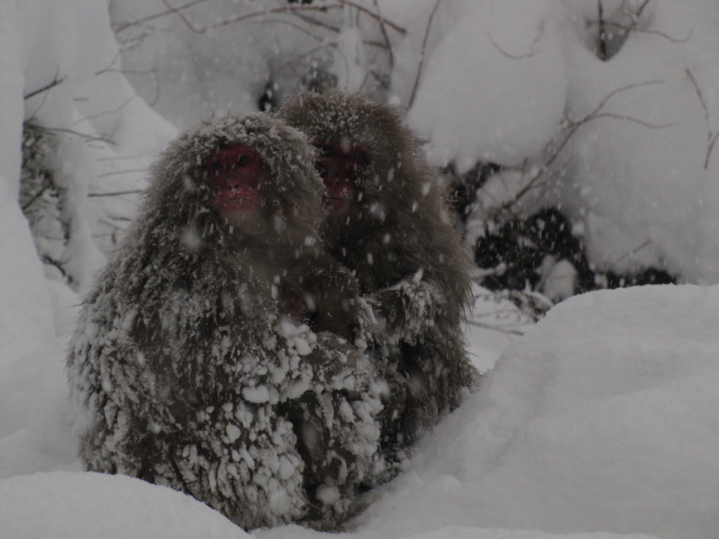 SnowMNKy1.jpg