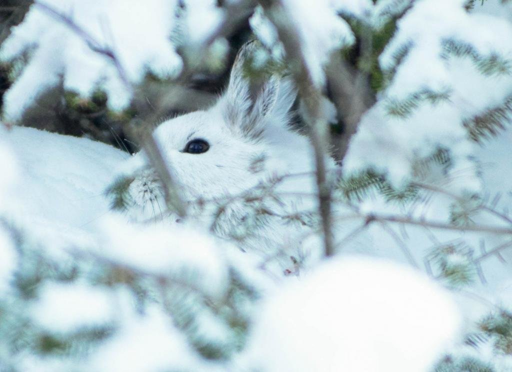 snowshoeHare_zps5869f41f_6e76e4a809002111bf78e652b9f0106ea89b4bb6.jpg