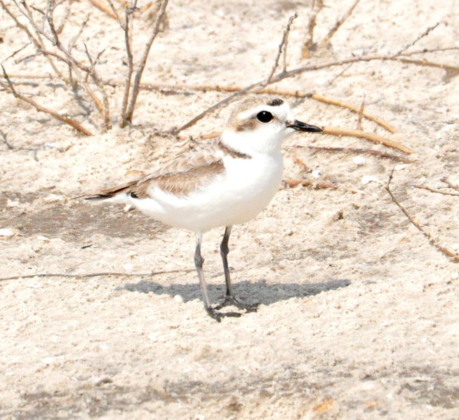 Snowy Plover.jpg