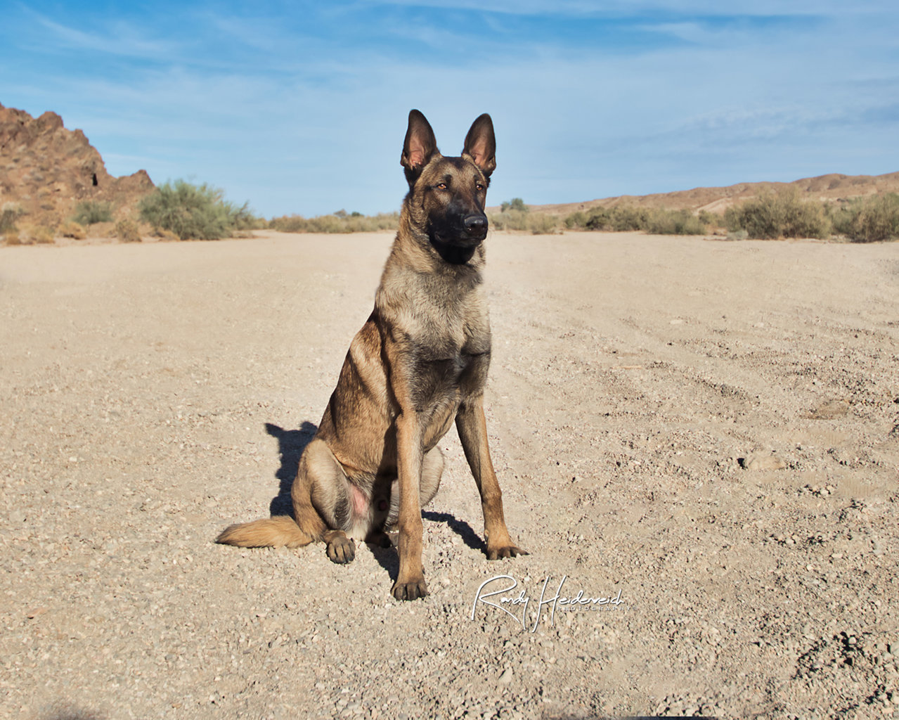 Social-Media_Dog_Marley_IMG_7428.jpg