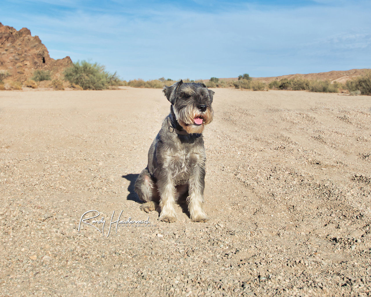 Social-Media_Dog_MaxIMG_7430.jpg