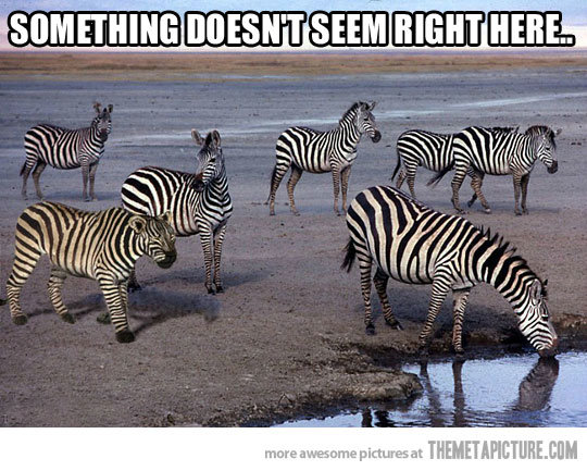 Something-Doesnt-Seem-Right-Here-Funny-Camouflage-Meme-Picture-For-Facebook.jpg
