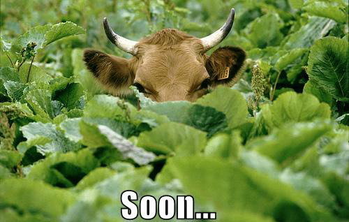 soon_cow.jpg
