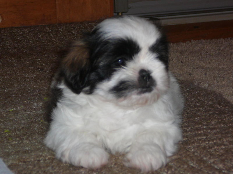 Sophie 6 weeks 010.jpg