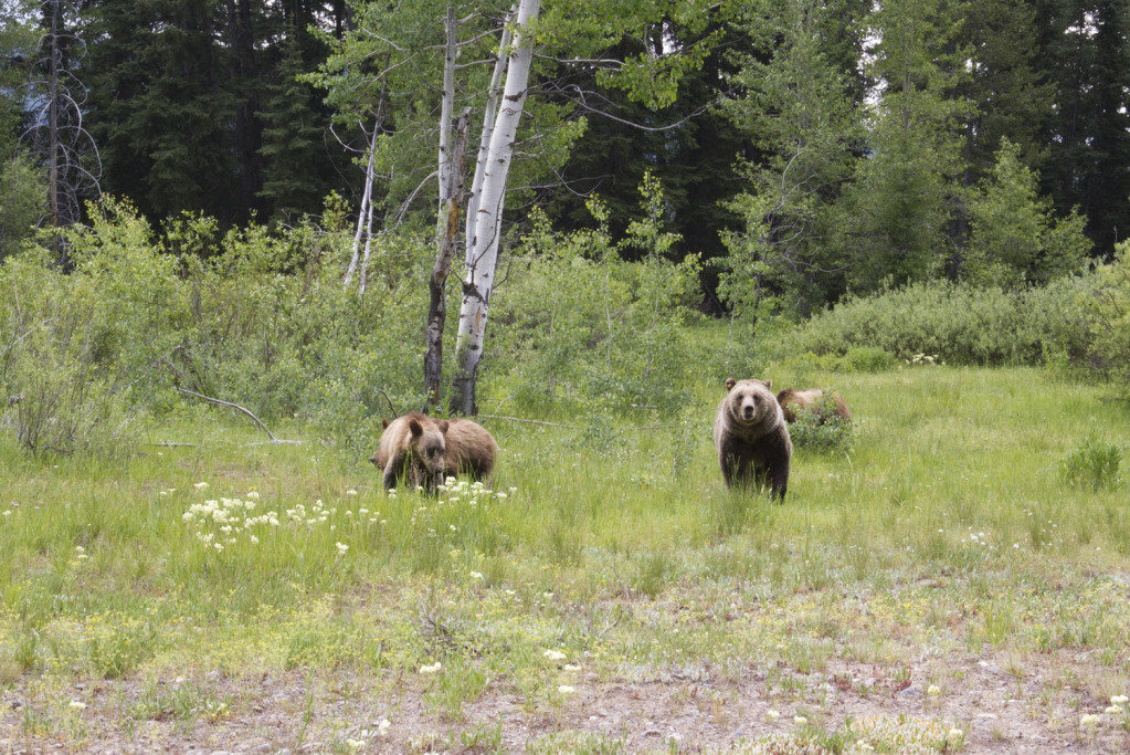 sowandcubs_b38d08e64d7b61adfdc81343d63a23ccbce068f4.jpg