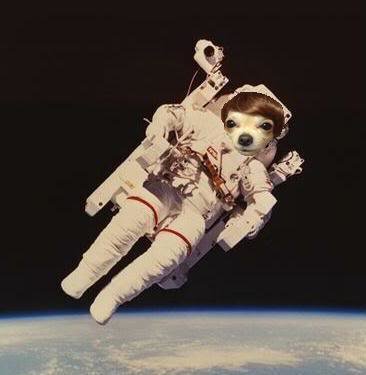 SpaceDog_4fc145fcfc9a45579665a3abd5e0f44697daf538.jpg