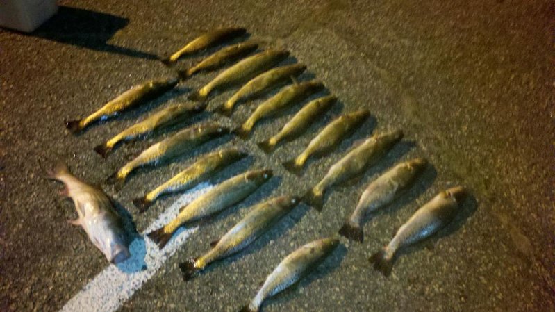 Spec trout catch 11-02-11.jpg