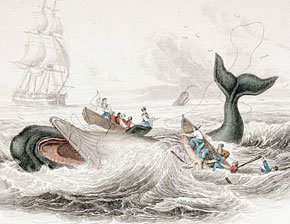 sperm-whale-whaling-se40.jpg