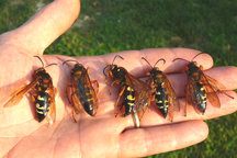 Sphecius_speciosus_1.jpg