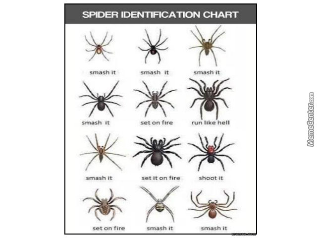 spider-identification-chart_o_4853443.jpg