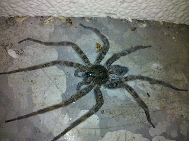 spider.jpg