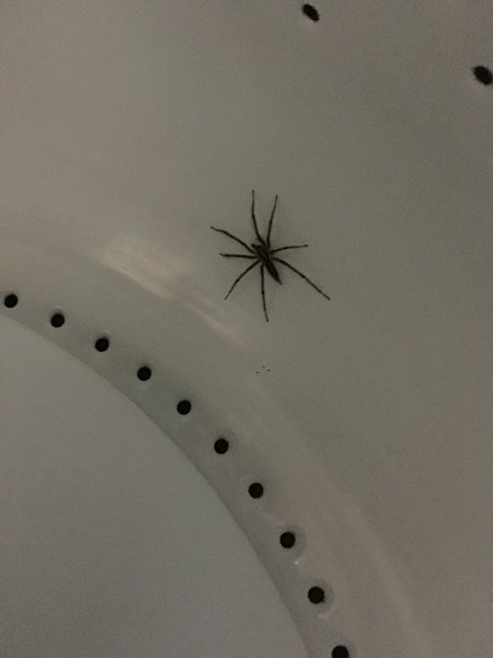 Spider.jpg