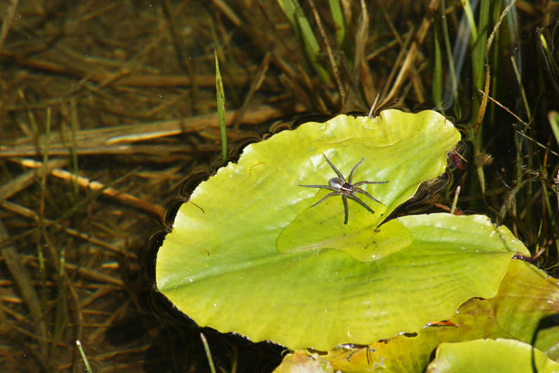 spider.jpg