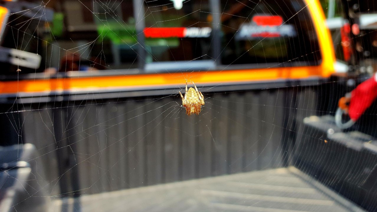 Spider.jpg