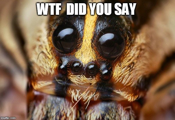 spider.jpg